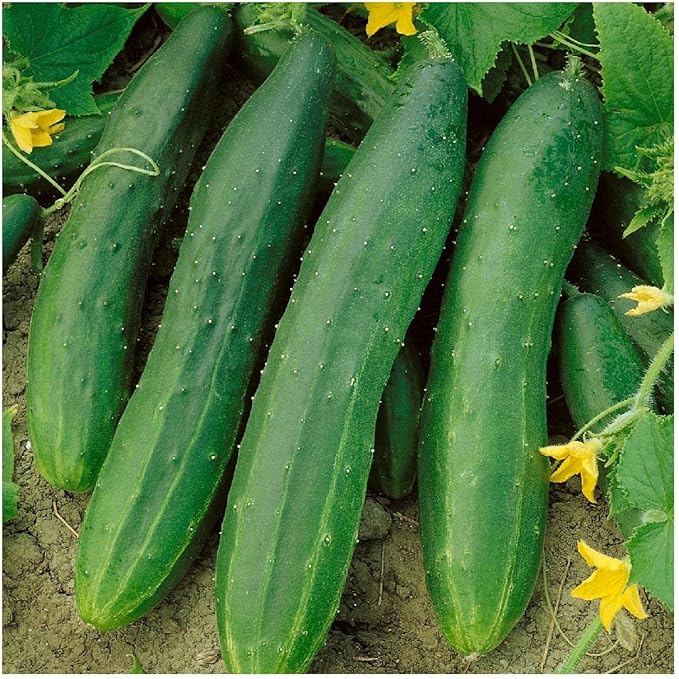 Everwilde Farms - 1 Lb Straight Eight Cucumber Seeds - Gold Vault