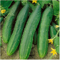 Everwilde Farms - 1 Lb Straight Eight Cucumber Seeds - Gold Vault