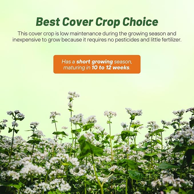 Outsidepride Buckwheat Seeds - 10lbs Annual Fast-Growing Easy to Grow Buckwheat Cover Crop Seeds for Green Manure Bee Pasture &amp Pollinators Wildlife Habitat Soil Improvement and Erosion Cont
