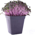 Red Cabbage Microgreens Seeds - 5 Lb ~544000 Seeds - High Germination Premium Non-GMO Seeds for Growing Red Cabbage Micro Greens