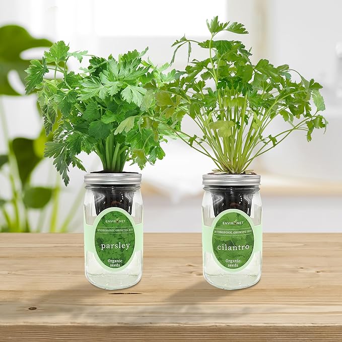 2-Pack Hydroponic Mason Jar Herb Garden Kit Indoor Herb Garden Self-Watering Starter Kit (ParsleyCilantro)