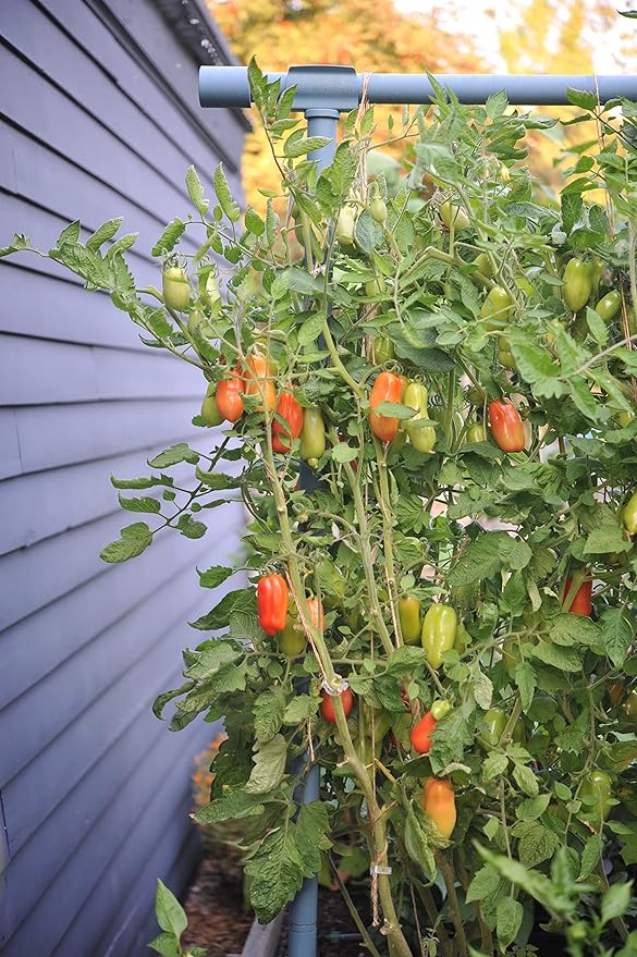 Seattle Urban Farm Company - Freyr Trellis - Vegetable Garden Trellis for Tomatoes Cucumbers Beans Peas and More