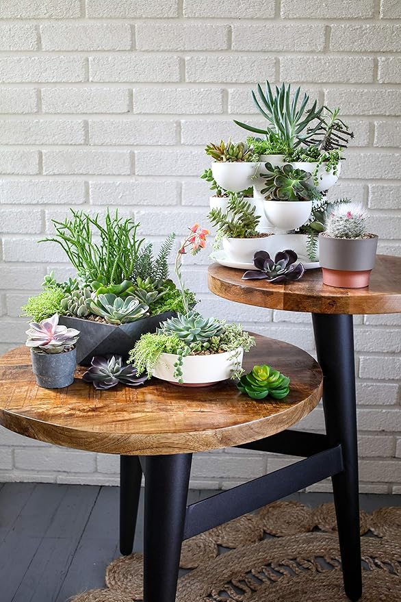The HC Companies 8 Inch Round Plastic Succulent Capri Bowl Decorative Indoor Flower Succulent Planter Pot with Drain Plug Hole Vanilla Bisque (2 Pack)