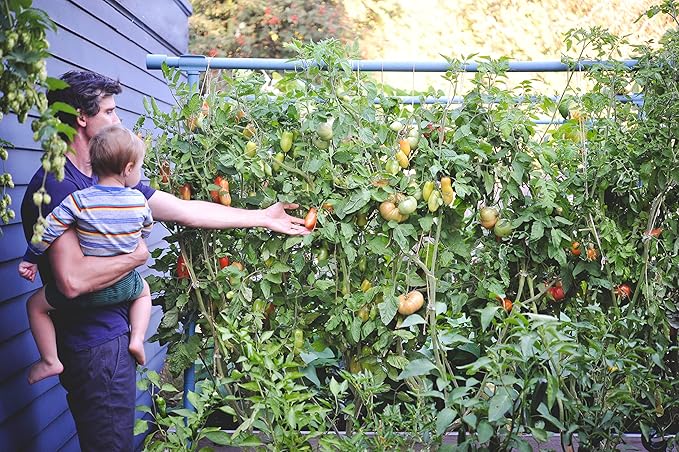 Seattle Urban Farm Company - Freyr Trellis - Vegetable Garden Trellis for Tomatoes Cucumbers Beans Peas and More