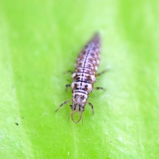 Green Lacewing 5000 Eggs