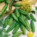 Parisian Gherkin F1 Hybrid AAS Cucumber Seeds - 1 Oz ~950 Seeds - Non-GMO F1 Hybrid - Vegetable Garden - Cucumis sativus