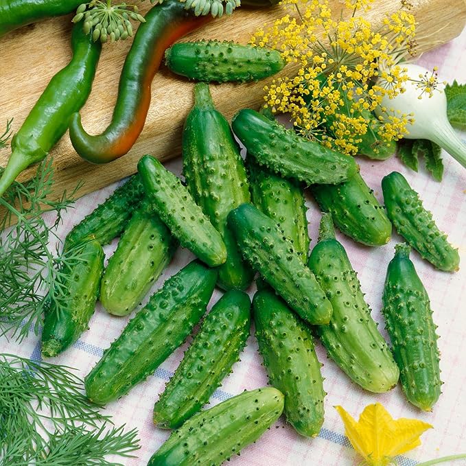 Parisian Gherkin F1 Hybrid AAS Cucumber Seeds - 1 Oz ~950 Seeds - Non-GMO F1 Hybrid - Vegetable Garden - Cucumis sativus