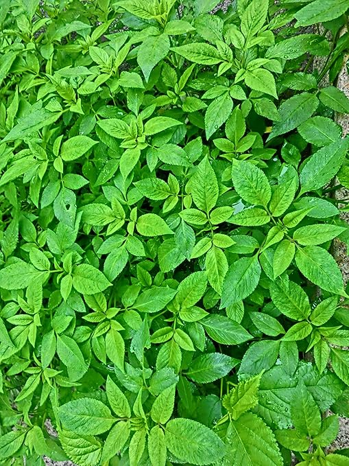 Natural Potash 0-0-60 5 Pounds Non Coated by Garden Naturals