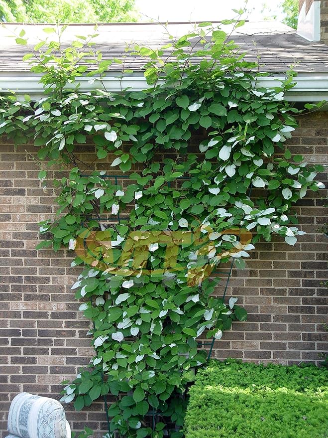 2 Pack 57 Inch x31 Inch Green PVC Pot Trellis Metal Plant Stakes for Climbing PlantsOutdoorRoseVegetable FlowerBackyard