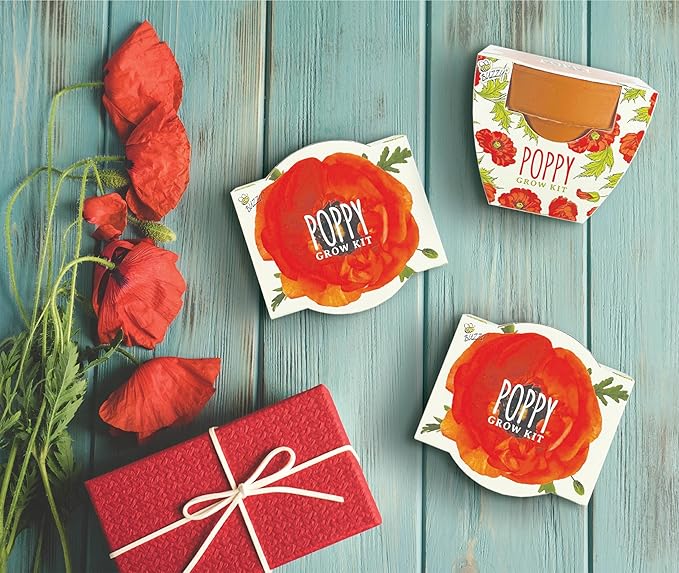 BUZZY Seeds 12-Pack Poppy Grow Kit – Mini Terracotta Pots with Poppy Seeds and Growing Medium – Bulk Gardening Gifts Wedding Favors Classroom Activities and Party Favor Flower Kits