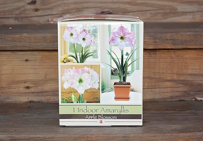 Amaryllis Holiday Gift Growing Kit. Includes: Big Apple Blossom Bulb Plastic Pot and Saucer and Professional Growing Medium