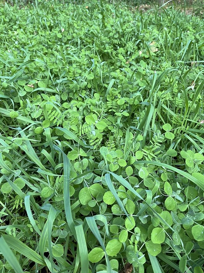 Peas Oats Vetch Garden Cover Crop Mix Seeds for Planting - 5 lb Jug - Improves Soil Health Weed Suppression Nitrogen Fixation Increases Biomass