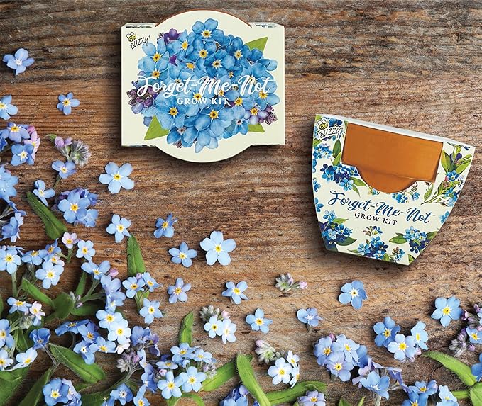 BUZZY Seeds Mini Terracotta Pots 12-Pack Daydream Forget-Me-Not Flowers All-in-One Seed Starter Kits Indoor Outdoor Gardening Gift Wedding Favors Seeds for Planting Flowers