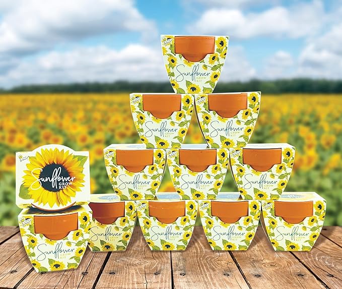 BUZZY Seeds All-in-One Sunflower Mini Terracotta Pot Grow Kits 12-Pack Indoor Mini Garden Seed Starter Grow Your Own Vibrant Flowers DIY Plant Project Gardening Gift Party Favors
