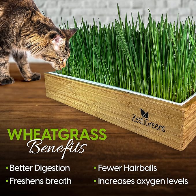 Self-Watering Cat Grass Kit – Grow Fresh Living Cat Grass at Home in 5–7 Days | No Soil No Mess | Organic Wheatgrass Seeds | Large Reusable Indoor Tray