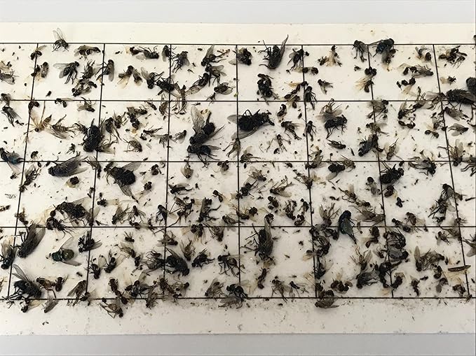 5x17 24 Pack Fly Light Insect Light Trap Replacement Glue Boards with 1 Grid