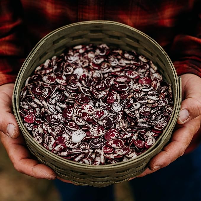Christmas Speckled Lima Bean - 8oz Bulk (~200 Seeds) - Heirloom Butter Bean Variety USA-Grown Non-GMO Butterbean Seeds for Planting Outdoors in The Home Garden Thresh Seed Company