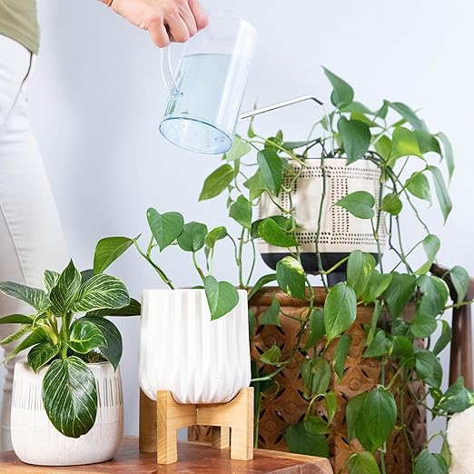 Instant Indoor Plant Care Bundle - Plant Food + Soil ProBiotics + Natural Pest Control Spray Tablets - for HOUSEPLANTS