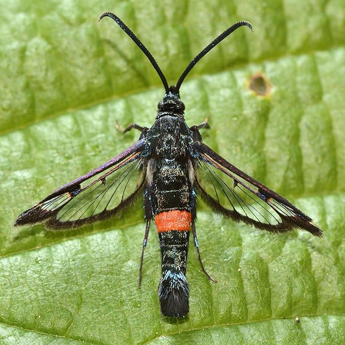 VivaTrap VT-105 Peach Tree Borer + Clearwing Moth Trap &amp Lure (2 Pack 8 Week)