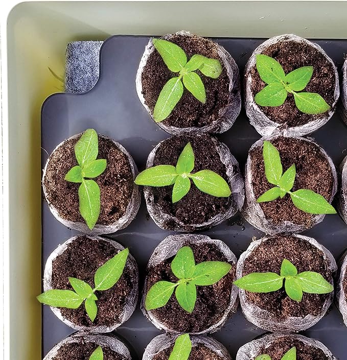 Jiffy Seed Starter Tray Kit - Self-Watering High Germination Rate Seedling Tray - 4 Pack - Peat/Plastic