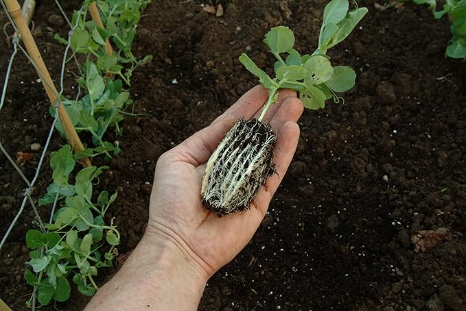 Tierra Garden 50-9010 Haxnicks Rapid Rootrainers Seed and Cutting Propagation Kit