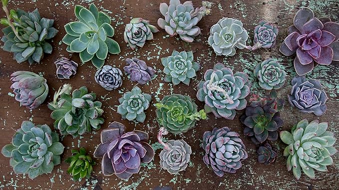 Espoma Organic Cactus Potting Soil Mix Natural &amp Organic Soil for Cactus Succulent Palm and Citrus Grown in containers Both Indoors and Outdoors 8 qt Pack of 2