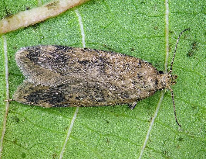 Codling Moth &amp Oriental Fruit Moth Trap (2 Pack 8 Week)