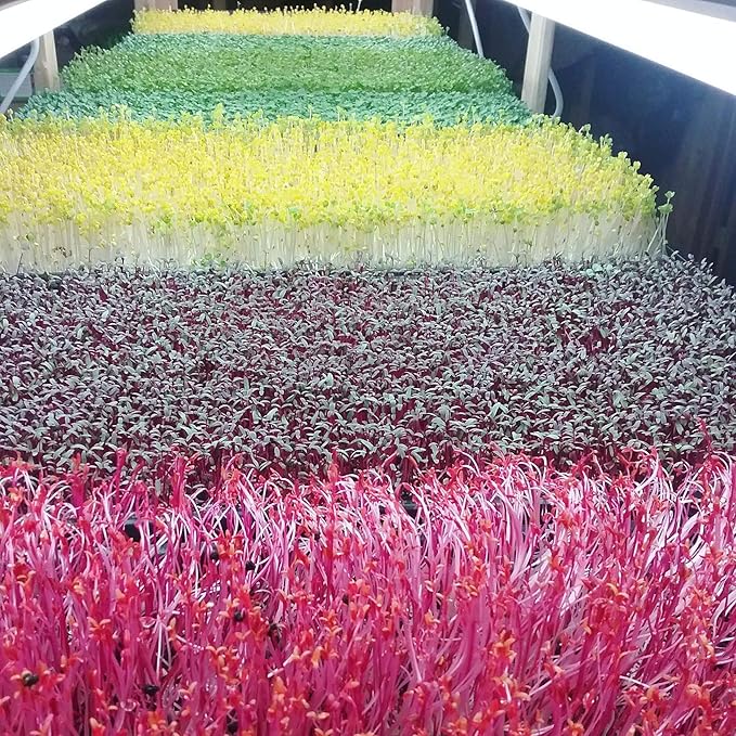 Bootstrap Farmer Microgreen 1020 Trays Shallow Extra Strength 5 Pack Seed Tray with Holes - Grow Fodder Wheatgrass Sprouting Plants Growing