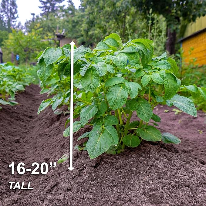 Garden State Bulb Red Norland Seed Potatoes for Planting Non-GMO (5LB Bag)