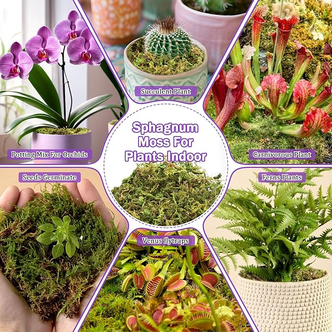 Riare 3.3LBS Premium Sphagnum Moss for Plants- 60QT Natural Dried Plant Moss for Potted Plants Orchid Moss for Repotting Soft Green Decorative Moss for Succulents Reptiles &amp DIY Crafts