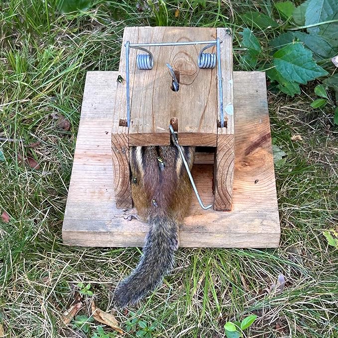 Squirrel Trapping Starter Kit | All You Need to Get Rid of Squirrel Chipmunk Removal in Home Bird Feeder Attic Yard | Little Killer Choker Style Trap + Squirrel Butter + Jelly + Trail Mix Baits
