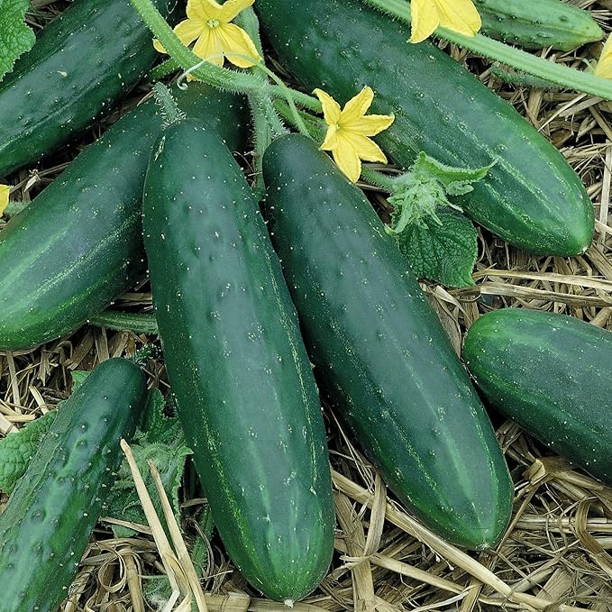 Organic Spacemaster Cucumber Seeds - 1 Lb ~15200 Seeds - Non-GMO Certified Organic Heirloom - Vegetable Garden - Cucumis sativus