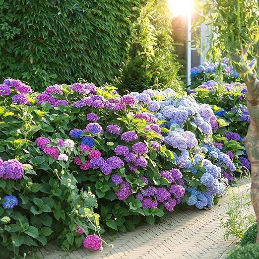 Happy Hydrangeas Fertilizer by Happy Nutrients - Premium 7-3-3 Powder with Micronutrients &amp Humic - Ideal for Hydrangeas Azaleas Rhododendrons Camellias Gardenias and Magnolias - 12 oz