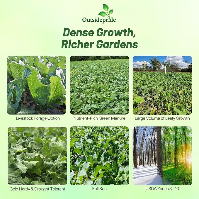 Outsidepride Bayou Kale Seeds - 5 lb. Annual Versatile &amp Cold-Tolerant Cover Crop Seeds for Planting Large Resilient Foliage for Livestock Grazing Erosion Control &amp Easy Growth