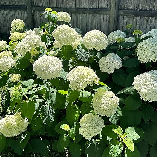 Happy Hydrangeas Fertilizer by Happy Nutrients - Premium 7-3-3 Powder with Micronutrients &amp Humic - Ideal for Hydrangeas Azaleas Rhododendrons Camellias Gardenias and Magnolias - 12 oz