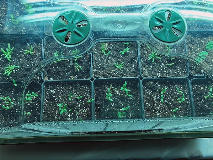 EarlyGrow Large Domed Propagator with 2 Height Extenders Seedling Trays and Locking Clip Set Green (97019)