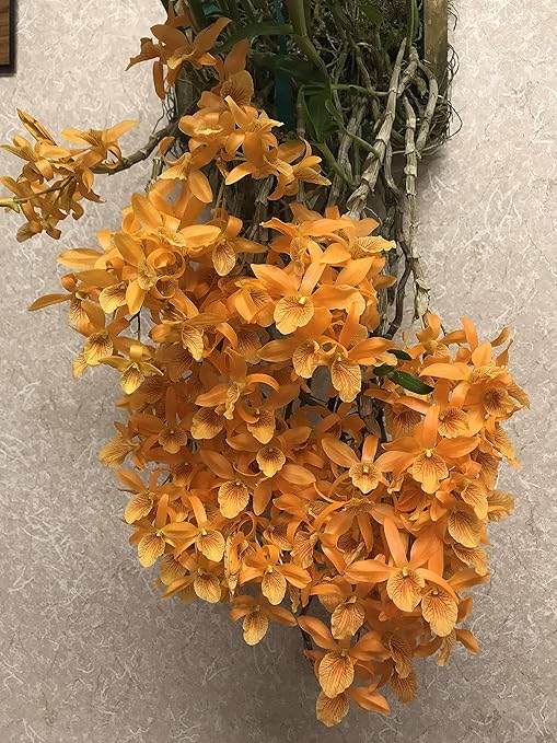 Peters Professional Bloom Booster 10-30-20 3 pounds. Water Soluble Fertilizer with Micronutrients.
