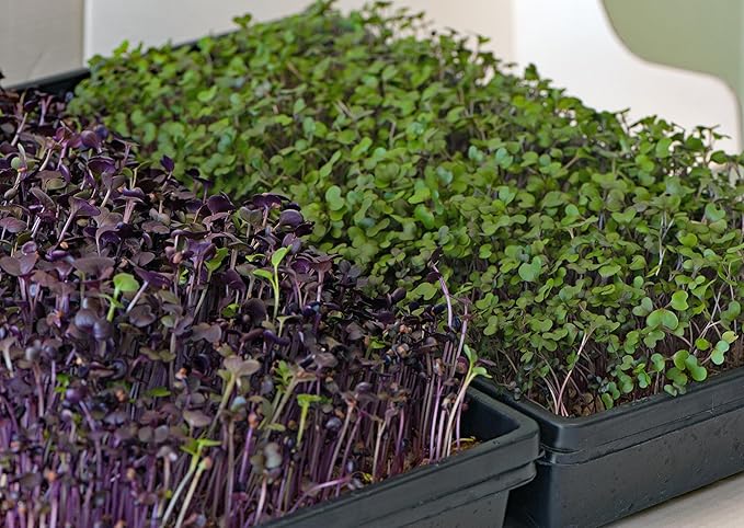 GreenEase 10x20 Jute Microgreens Hydroponic Grow Pads - 10 Pack Fits 10x20 Standard Nursery Tray. Grow Nutritious Organic Microgreens Wheat Grass Plant and Seed Germination. Organic Use Certified.