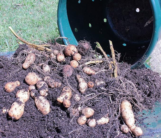City Pickers Spud Tub Potato Grow Kit – Works Great on Decks and Patios – Low Maintenance &amp High Potato Yields