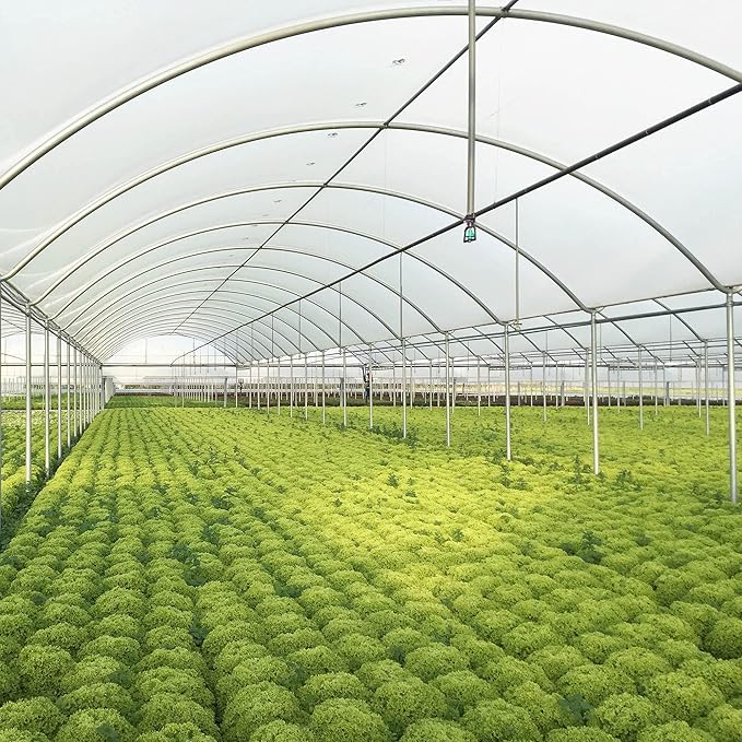 28 ft Wide and 60 ft Long Clear Greenhouse Plastic Sheeting | 6 Mil 4 Year UV Resistant Polyethylene