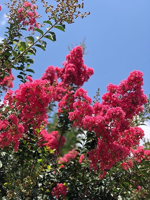 Crape Myrtle &amp All Flowering Trees Desert Willow Mimosa Orchid Tree Indoor Outdoor Container Grown Granular Fertilizer NutriStar 10-15-9 (25 lb.)