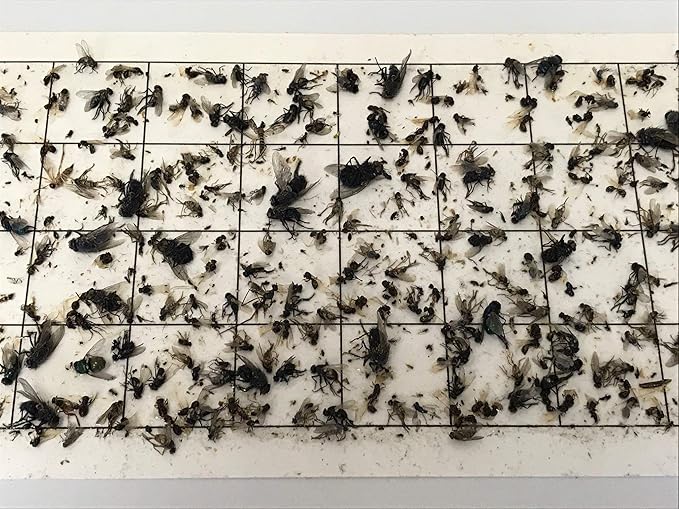 5x 22 24 Pack Fly Light Insect Light Trap Replacement Glue Boards with 1 Grid