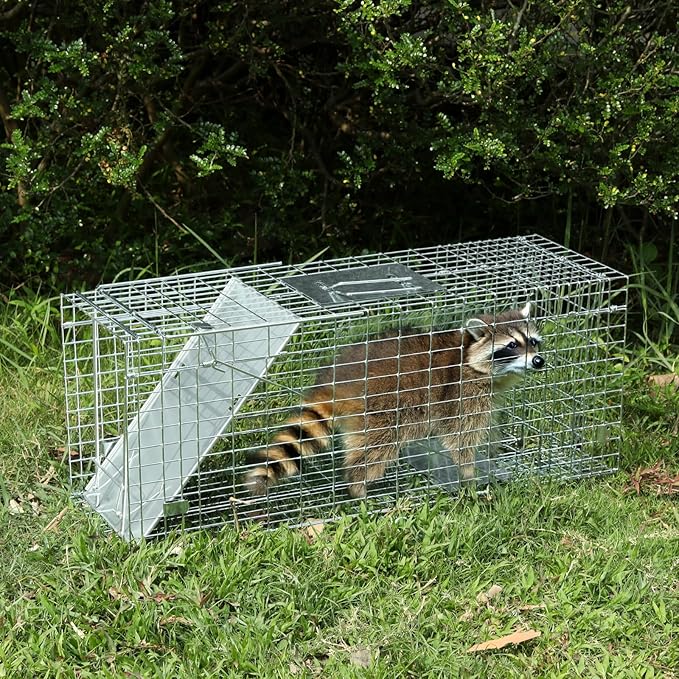 Humane Way Folding 32 Inch Live Humane Animal Trap - Safe Traps for All Animals - Raccoons Cats Groundhogs Opossums - 32 L x 10.2 W x 12.2 H
