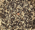 Generic 2.5 Quarts Premium Mixed Acid Loving Plants Azalea Bonsai Soil with Japanese Kanuma Mycorrhizae &amp Oak Leaf Mold - Medium Grain AZAM2.5Q