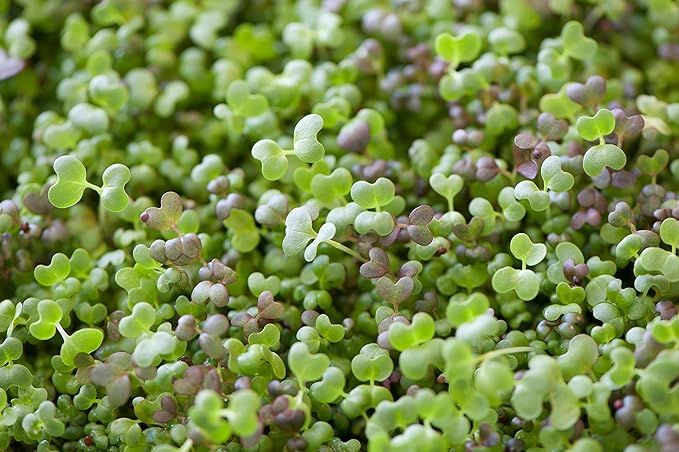 GreenEase 10x20 Jute Microgreens Hydroponic Grow Pads - 10 Pack Fits 10x20 Standard Nursery Tray. Grow Nutritious Organic Microgreens Wheat Grass Plant and Seed Germination. Organic Use Certified.