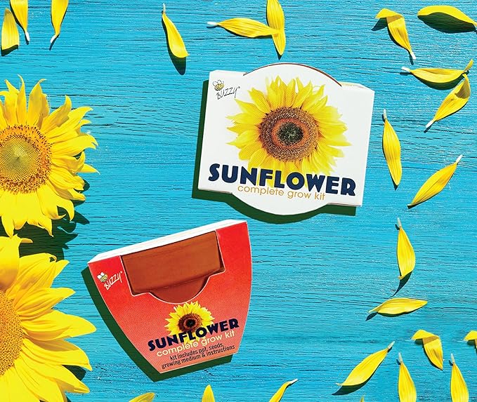 BUZZY Seeds 12-Pack Sunflower Mini Grow Pots – All-in-One Terracotta Flower Starter Kit with Growing Medium DIY Gardening Wedding and Shower Favors
