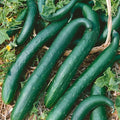 Green Dragon Burpless F1 Hybrid Cucumber Seeds - 1 Oz ~950 Seeds - Non-GMO F1 Hybrid - Vegetable Garden - Cucumis sativus