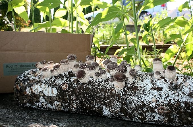 Root Mushroom Farm-Shiitake Grow Kit