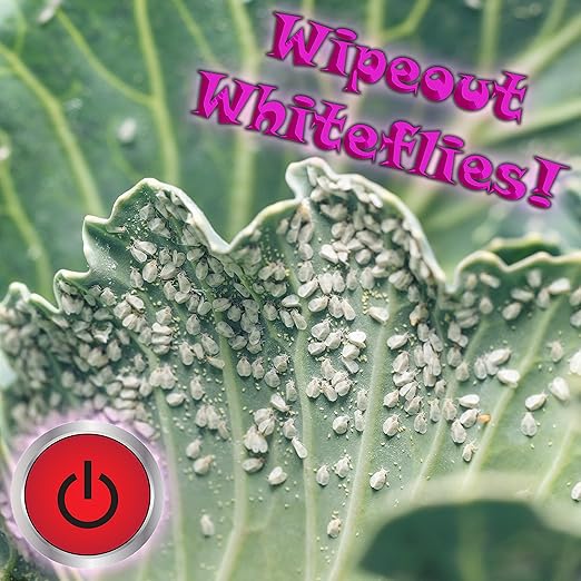 RAW Mighty 1 Quart - NPK Industries Brings You This Ready-to-Use Pyrethrin for Safe and Effective Insect Control
