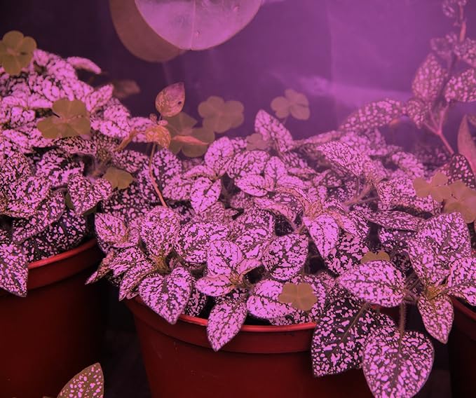 Miracle LED 2-Socket 450+660NM Nanometer Indoor Grow Light Kit - 12W Red&ampBlue Spectrum Replaces 150W - Grow Light Bulbs for Vegetables Herbs Hydroponics &amp with SproutMatic Timer (1-Pack)
